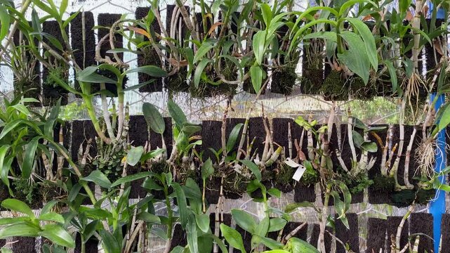 Vertical Orchid Cultivation in Tropical Greenhouse