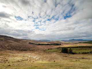 Fine wool sheep flock in a brown grass agriculture farm land with heel and cloudy sky. Farming in Ireland.