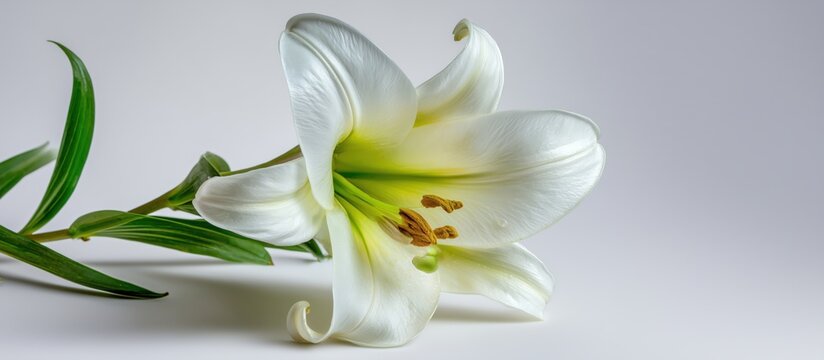 White Easter lily flower blooming on white background. Spring holiday symbol of resurrection and purity. Floral banner with copy space for text