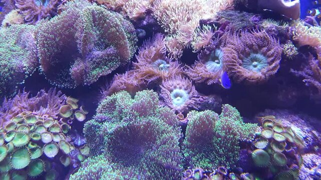 Blue Fish Swimming Through Vibrant Coral Reef Aquarium