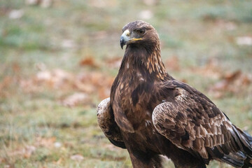 Obraz premium Golden eagle (Aquila chrysaetos) photographed in Spain