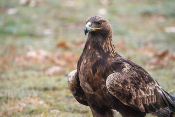 Fototapeta premium Golden eagle (Aquila chrysaetos) photographed in Spain