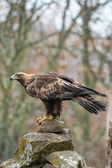 Golden eagle (Aquila chrysaetos) photographed in Spain