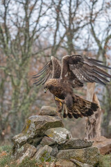 Fototapeta premium Golden eagle (Aquila chrysaetos) photographed in Spain