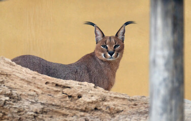 The caracal (Caracal caracal) © irairopa