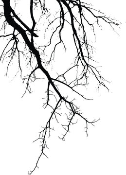 Bare tree branch silhouette, detailed black botanical nature illustration