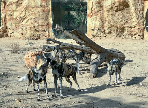 African wild dog (lat.- Lycaon pictus) in the Midbarium