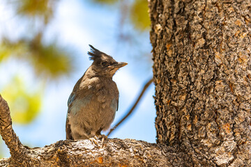 Steller's Jay Perched on Tree Branch in Bryce Canyon National Park, Utah