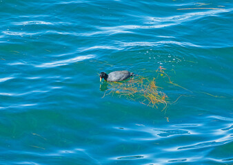 Slate Colored Coot in Lake Titicaca