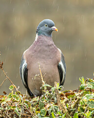 Obraz premium Wood pigeon sitting on a hedge in the rain. Not othered.