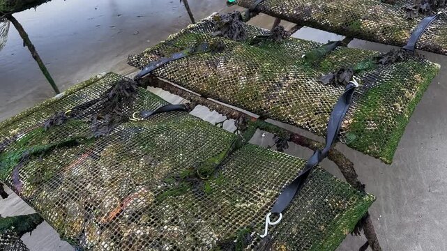 Oyster farm on the Normandy coast of France. High quality 4k footage