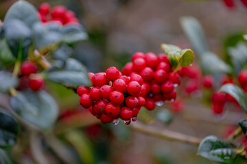 Fototapeta premium Selective focus of red berries and raindrops, Ilex or holly is a genus of flowering plants in the family Aquifoliaceae, Fruits of Hulst (Ilex aquifolium) with green leaves in garden, Nature background