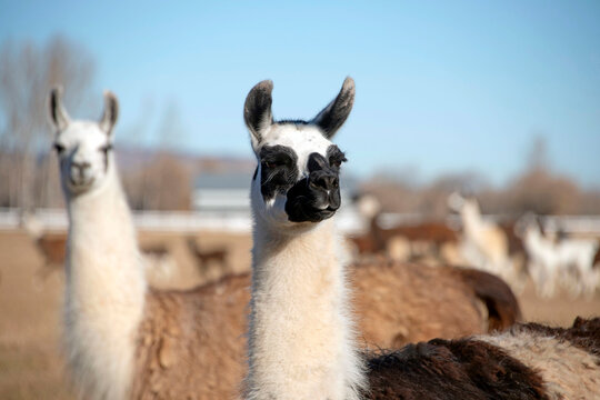 Llamas in pasture are domesticated South American camelids commonly used as pack animals.