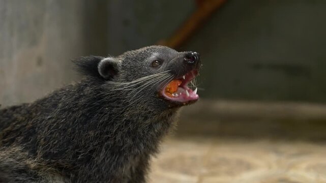 Binturong