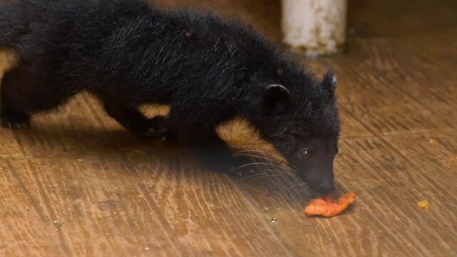 Bearcat Baby