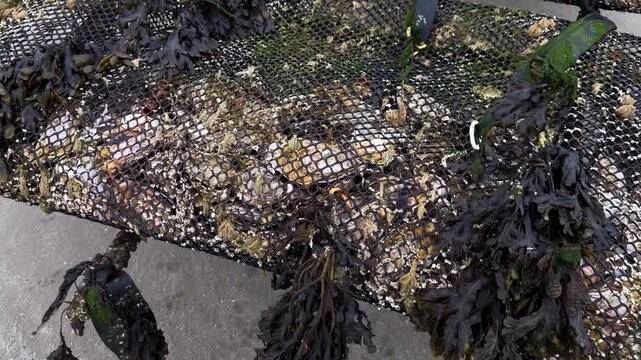 Oyster farm on the Normandy coast of France. High quality 4k footage