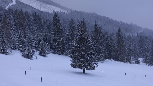 A single pine tree stands in a deep snow meadow with a dense forest and misty mountains visible through a heavy snowfall.