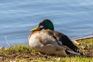 Obraz premium Male Mallard Duck Resting on Grassy Riverbank