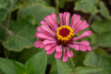 Obraz premium Colorful Zinnia flowers blooming in a vibrant garden, showcasing bright petals and natural summer beauty. 