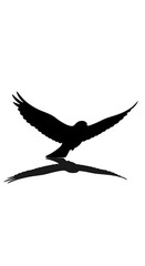 Fototapeta premium Silhouette of bird in flight isolated.