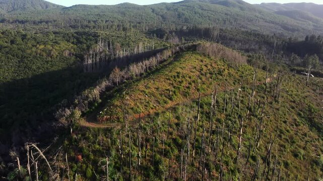 Cinematic drone descent over burnt forest transitioning into healthy woodland with winding rural road in Tenerife