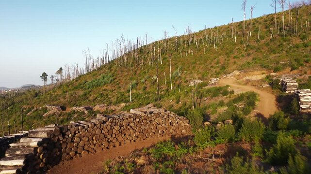 Cinematic drone flyover over road and stacked logs transitioning from burnt forest to healthy landscape in Tenerife