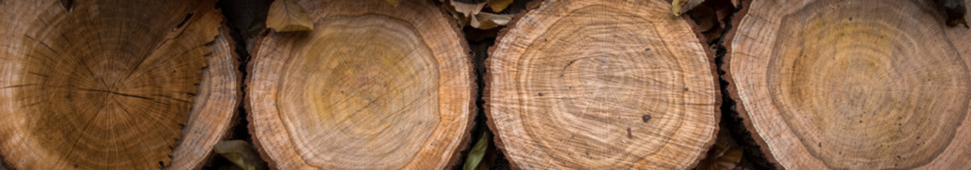 Wood log cross section texture background