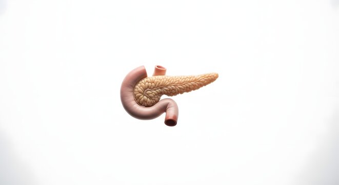Anatomical Model of Human Pancreas and Duodenum for Medical Education.