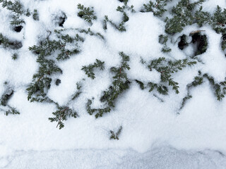 Obraz premium snow covered pine tree