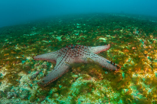 Horned seastar in natural habitat on tropical algae covered seabed in Philippines