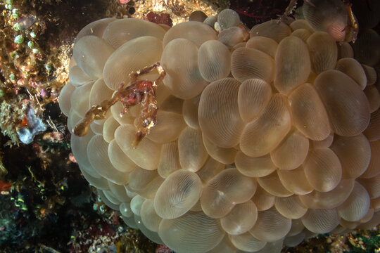 Orangutan crab hiding inside bubble coral underwater in Ticao Island Philippines