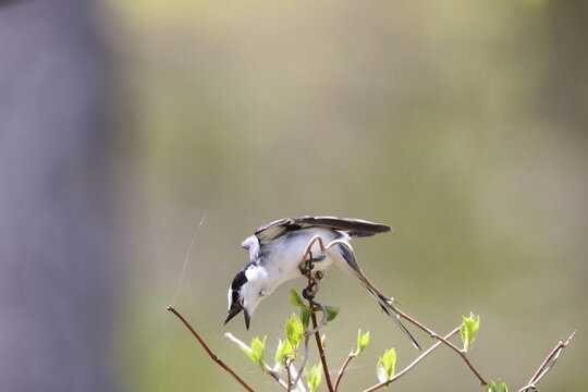 The ashy minivet (Pericrocotus divaricatus) is a passerine bird of eastern Asia belonging to the minivet genus Pericrocotus in the cuckooshrike family Campephagidae.