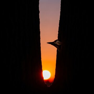 Minimalist bird silhouette peeking from tree trunk at sunset, wild bird profile in golden hour light, artistic nature photography with sun glow