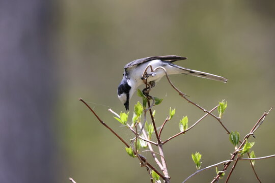 The ashy minivet (Pericrocotus divaricatus) is a passerine bird of eastern Asia belonging to the minivet genus Pericrocotus in the cuckooshrike family Campephagidae.