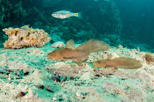 Group of blue-eyed dwarf catfish swimming together in the clear freshwater environment of Barracuda Lake Coron