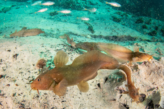 Blue-eyed dwarf catfish with other small fish blurred in the background of Barracuda Lake Coron