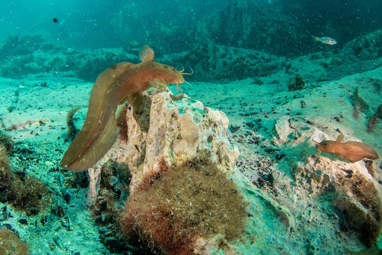 Wide underwater view of blue-eyed dwarf catfish living among limestone formations in Barracuda Lake