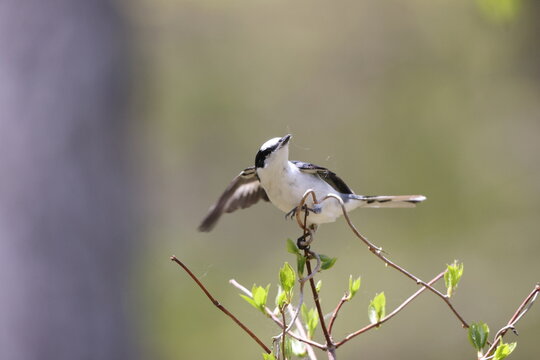 The ashy minivet (Pericrocotus divaricatus) is a passerine bird of eastern Asia belonging to the minivet genus Pericrocotus in the cuckooshrike family Campephagidae.
