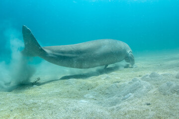 Obraz premium Dugong (Dugong dugon) rolling on sandy bottom, Coron, Palawan, Philippines