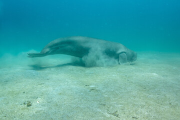 Fototapeta premium Dugong (Dugong dugon) rolling on sandy bottom, Coron, Palawan, Philippines