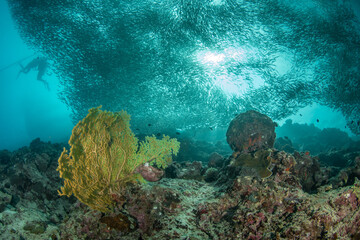 Massive school of sardines over coral reef with scuba divers in distance (Sardinella spp.), Moalboal, Cebu, Philippines