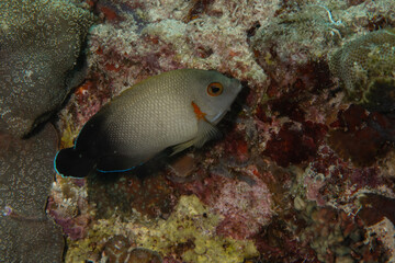 Obraz premium Half black angelfish (Centropyge vrolikii) close-up in Puerto Galera, Philippines