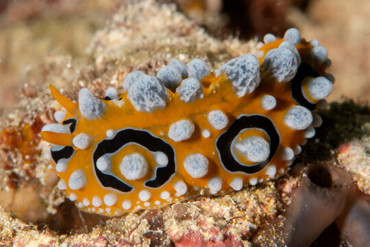 Ocellated phyllidia nudibranch crawling on coral reef in Puerto Galera Philippines