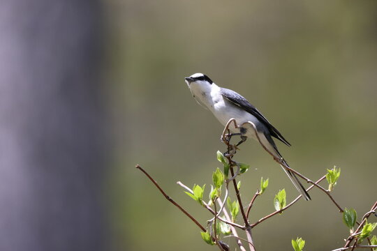 The ashy minivet (Pericrocotus divaricatus) is a passerine bird of eastern Asia belonging to the minivet genus Pericrocotus in the cuckooshrike family Campephagidae.