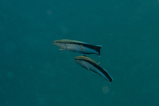 Pair of bluestreak cleaner wrasse in blue water in Puerto Galera, Philippines
