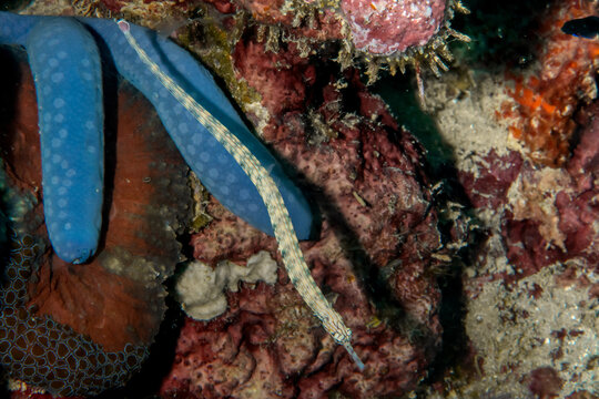 Dragonface Pipefish with Blue Starfish in Moalboal Reef (Macro Top View)