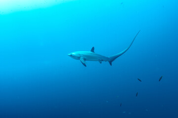 Naklejka premium Thresher sharks (Alopias sp.) swimming underwater at Malapascua, Cebu, Philippines