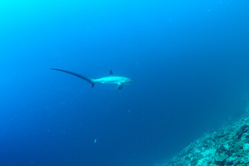 Fototapeta premium Thresher sharks (Alopias sp.) swimming underwater at Malapascua, Cebu, Philippines