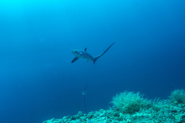 Obraz premium Thresher sharks (Alopias sp.) swimming underwater above tropical coral reef at Malapascua, Cebu, Philippines