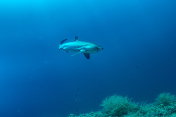 Thresher sharks (Alopias sp.) swimming underwater at Malapascua, Cebu, Philippines © Krzysztof Bargiel